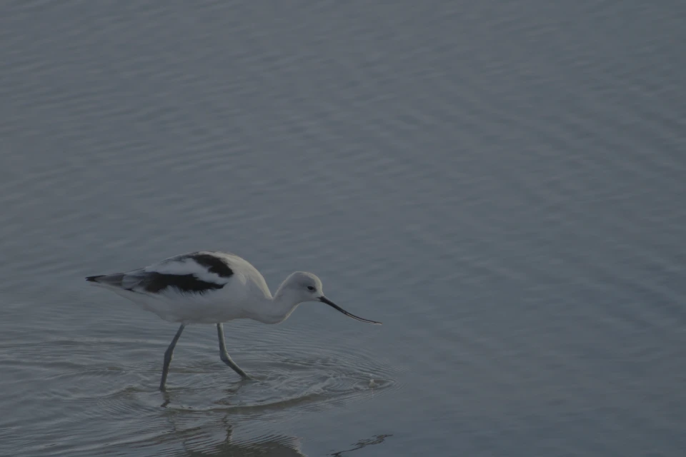 An avocet standing in shallow water