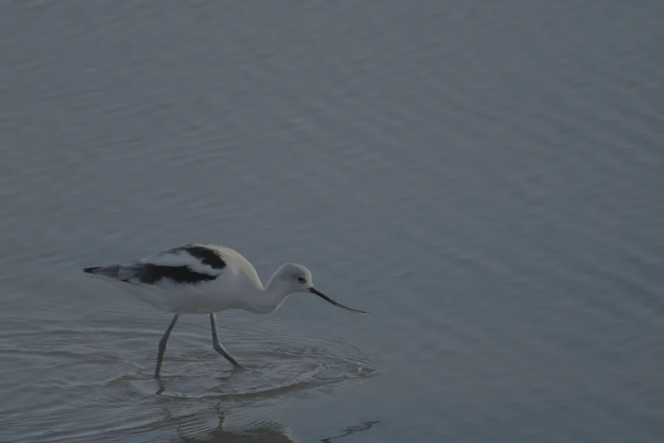 An avocet standing in shallow water