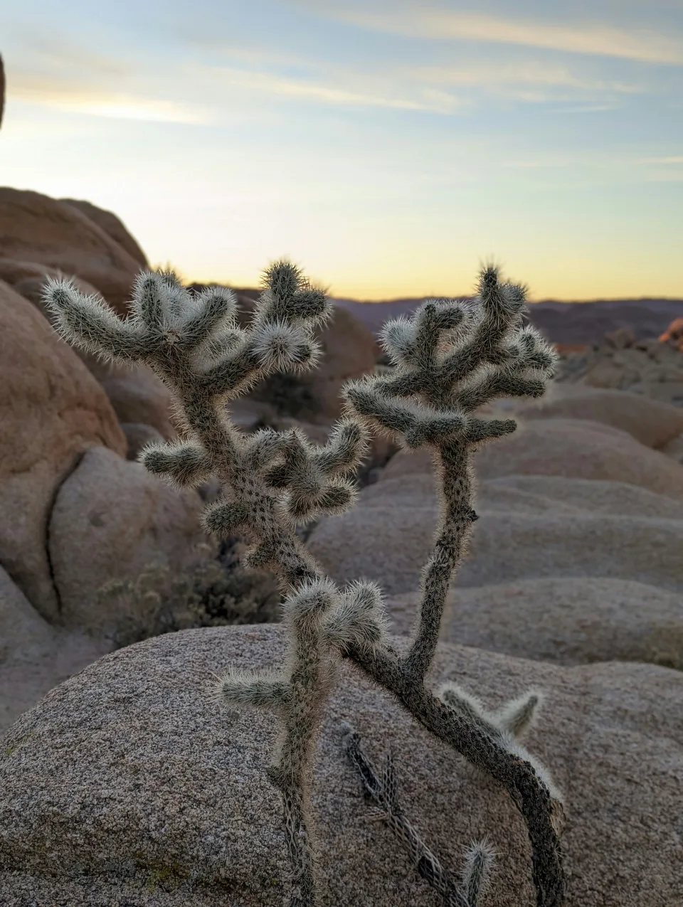 Cactus at Joshua Tree