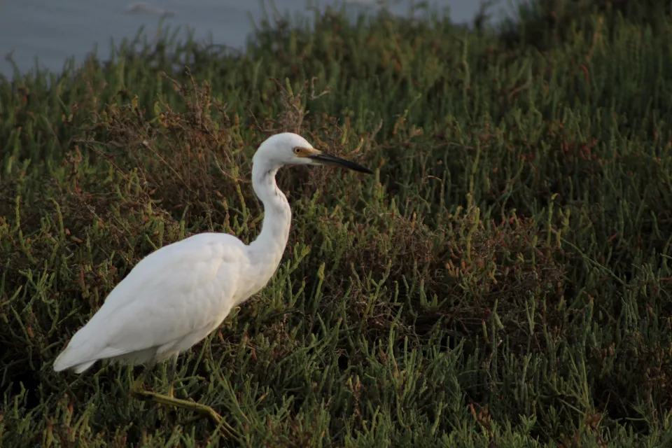 A white egret perched