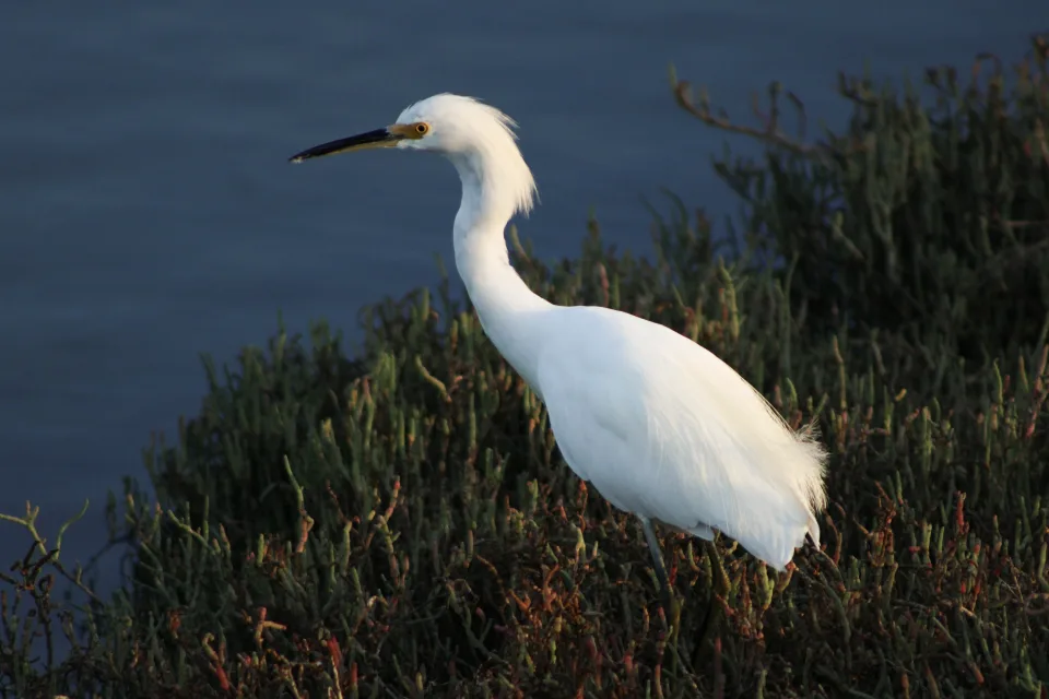 An egret amongst the bushes