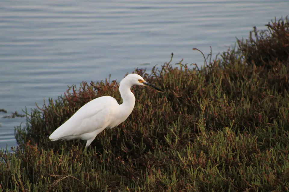 A white egret poised near the shoreline