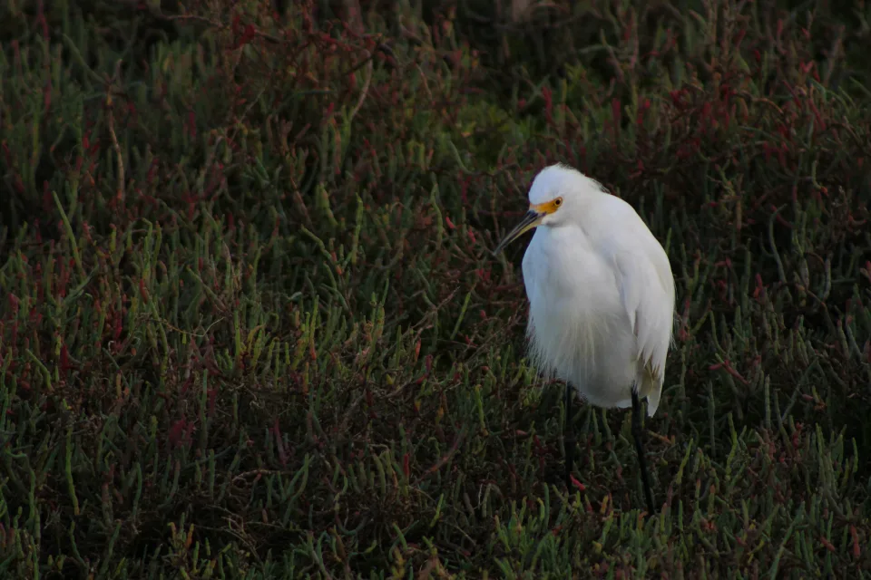 An egret against a marsh background