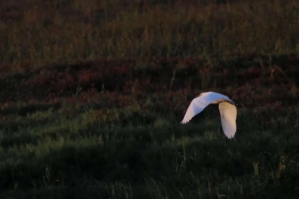 An flying egret