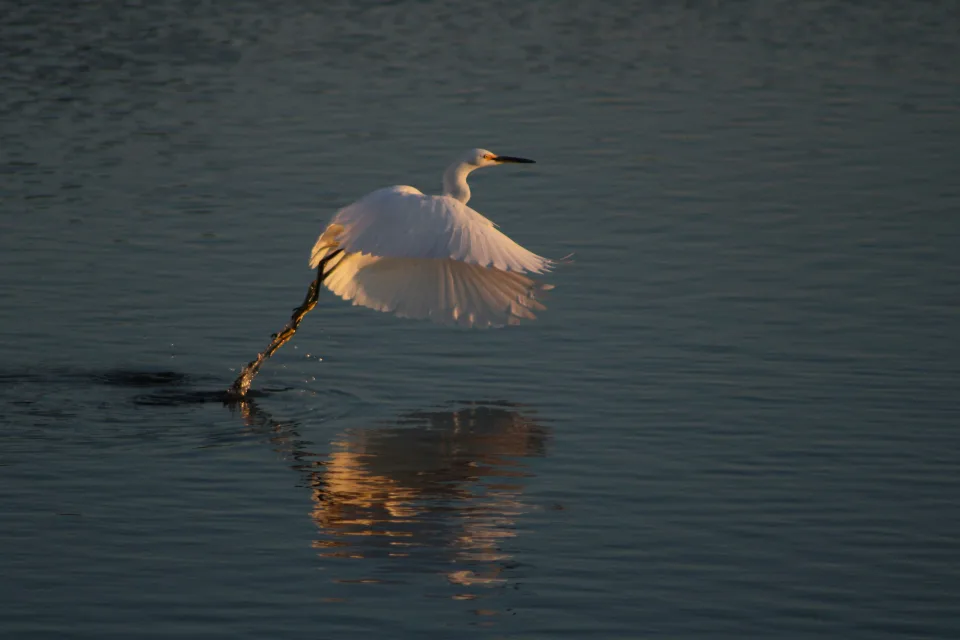 A snowy egret taking off