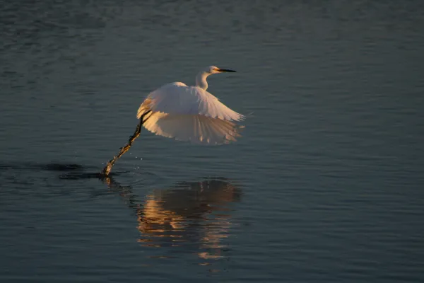 A snowy egret taking off
