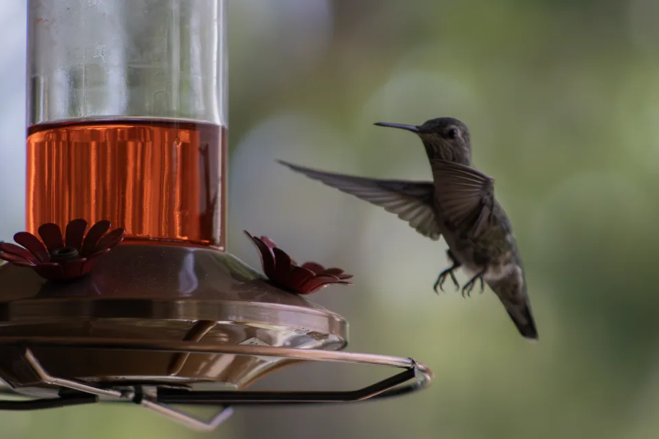 A hummingbird caught mid-flight