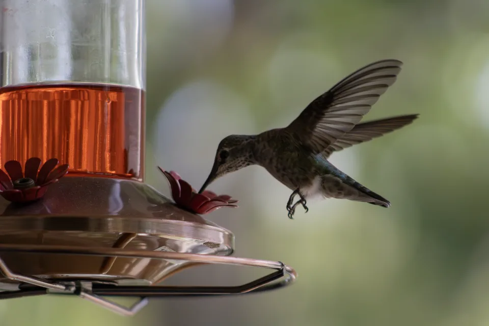 A hummingbird caught mid-flight