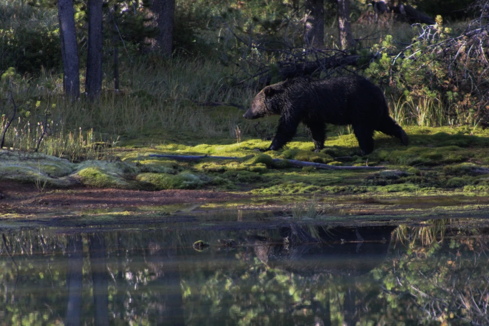 A bear moving through vegetation