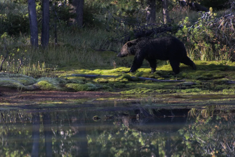 A bear moving through vegetation