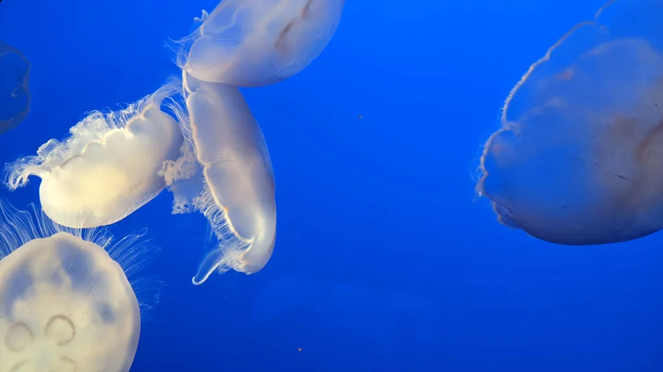 Jellyfish