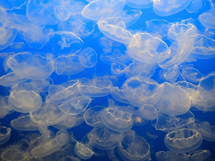 Jellyfish