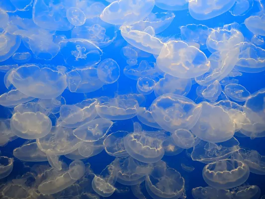 Jellyfish