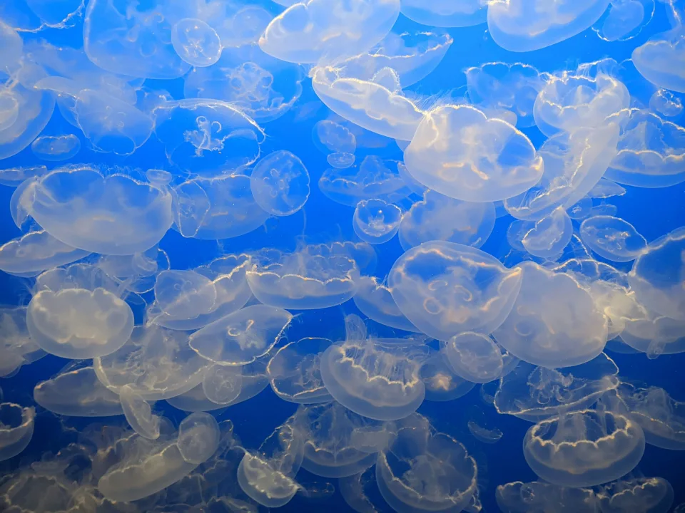 Jellyfish