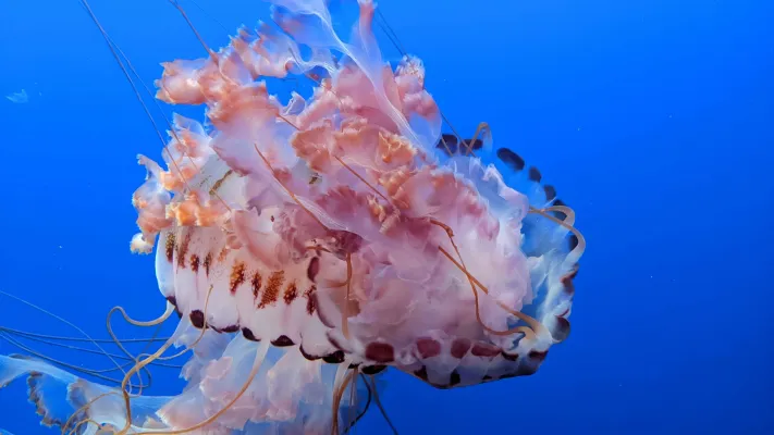 Jellyfish