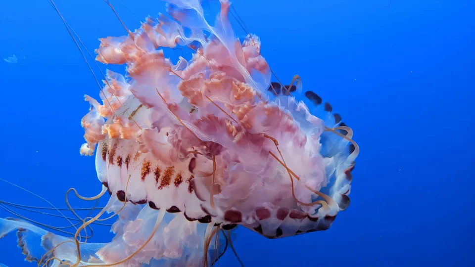 Jellyfish