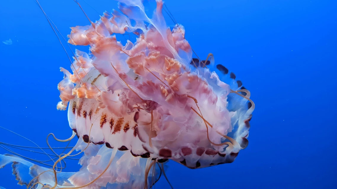Jellyfish