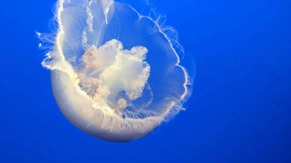 Jellyfish