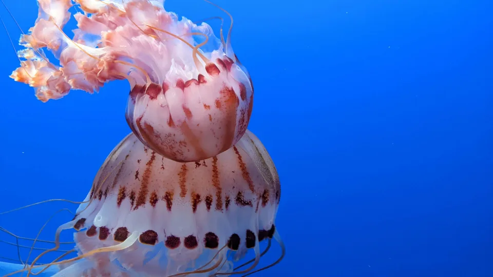 Jellyfish