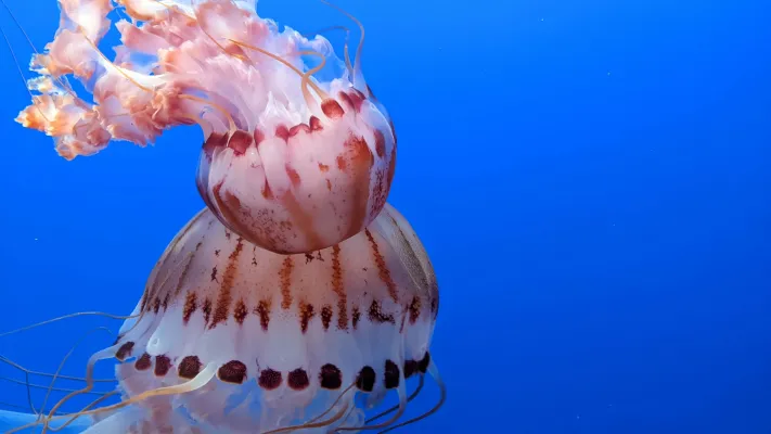 Jellyfish